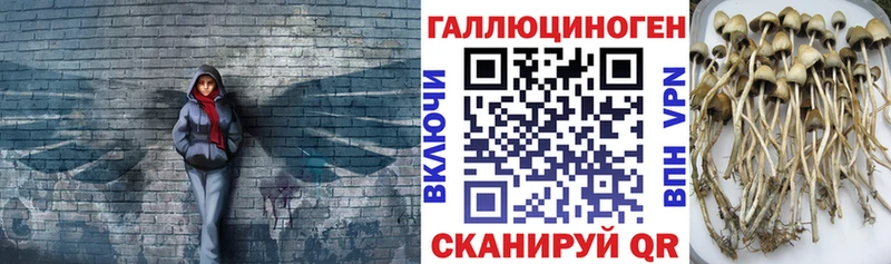 Псилоцибиновые грибы MAGIC MUSHROOMS  даркнет сайт  Терек 
